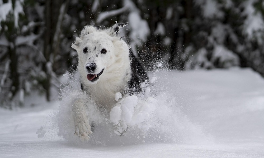 kutyafuttato a hoban 1