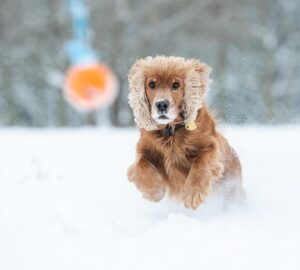 kutyafuttato a hoban 2