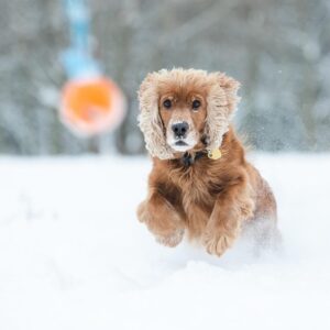 kutyafuttato a hoban 2