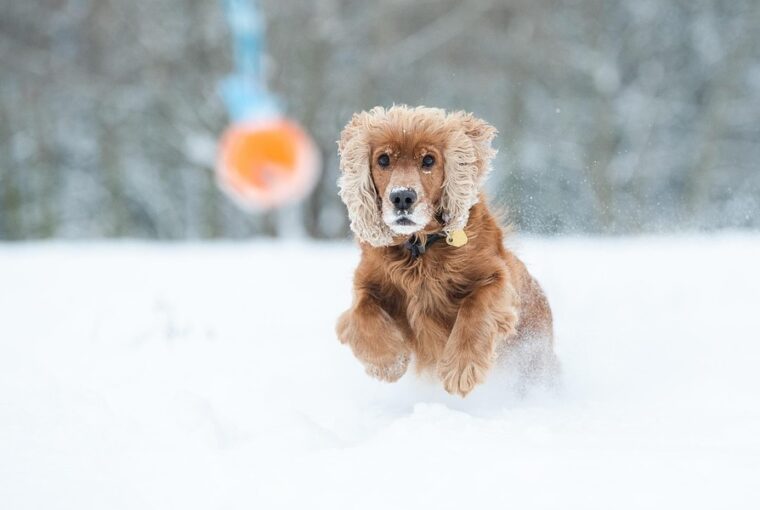 kutyafuttato a hoban 2