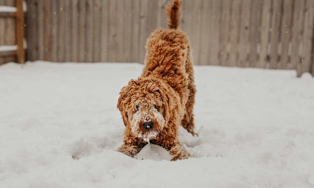 kutyafuttato a hoban 3