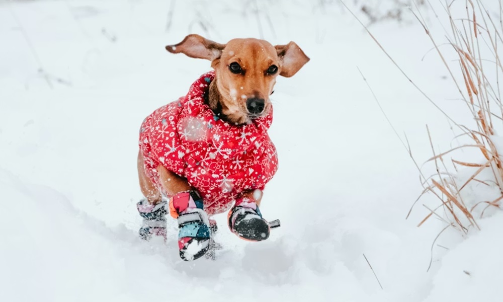 kutyafuttato a hoban 4