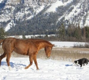 lo amikor eloszor lat hoban szaladni egy kutyat 1