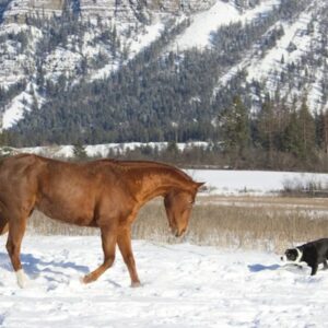 lo amikor eloszor lat hoban szaladni egy kutyat 1