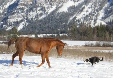 lo amikor eloszor lat hoban szaladni egy kutyat 1