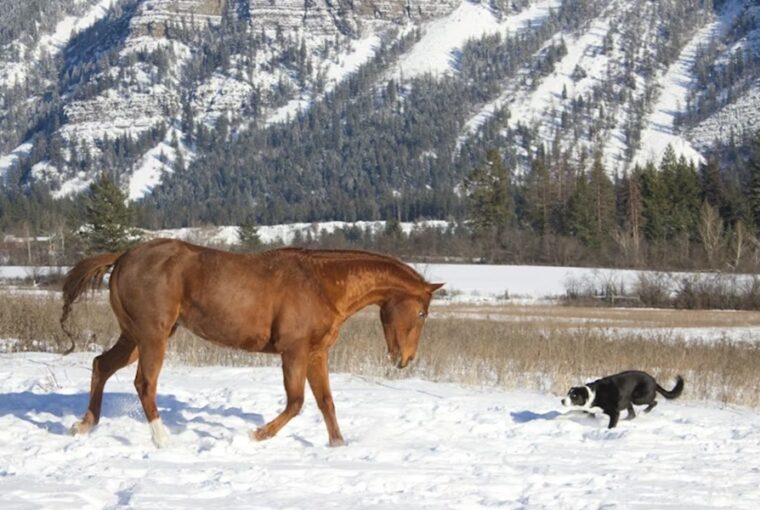 lo amikor eloszor lat hoban szaladni egy kutyat 1
