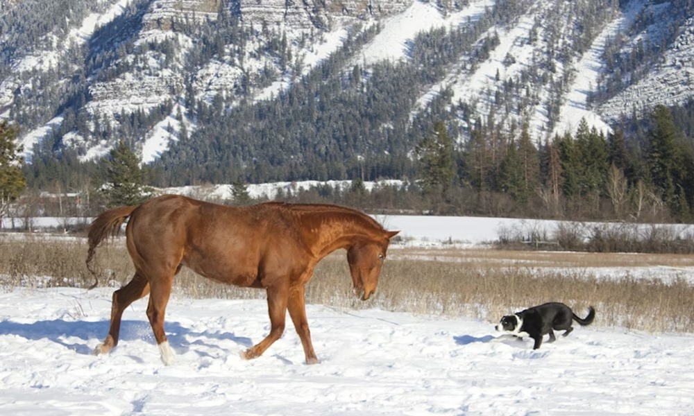 lo amikor eloszor lat hoban szaladni egy kutyat 1