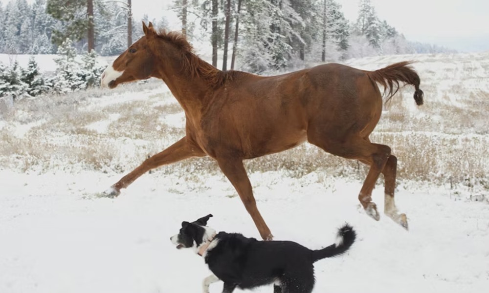 lo amikor eloszor lat hoban szaladni egy kutyat 3 lo amikor eloszor lat hoban szaladni egy kutyat 3