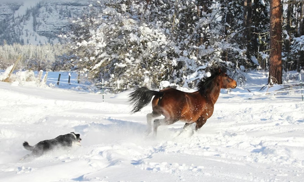 lo amikor eloszor lat hoban szaladni egy kutyat 4 lo amikor eloszor lat hoban szaladni egy kutyat 4
