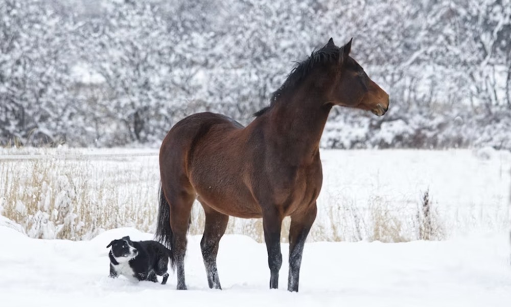 lo amikor eloszor lat hoban szaladni egy kutyat lo amikor eloszor lat hoban szaladni egy kutyat
