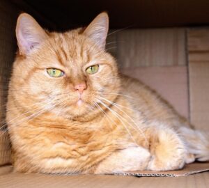 macska a karacsonyfadobozba 2026