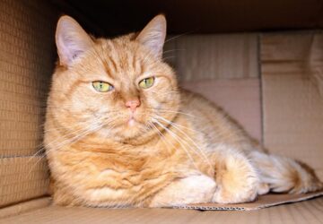 macska a karacsonyfadobozba 2026