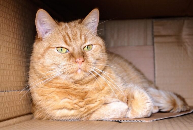 macska a karacsonyfadobozba 2026