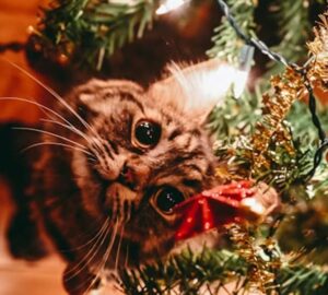 macska adventi kalendarium 1