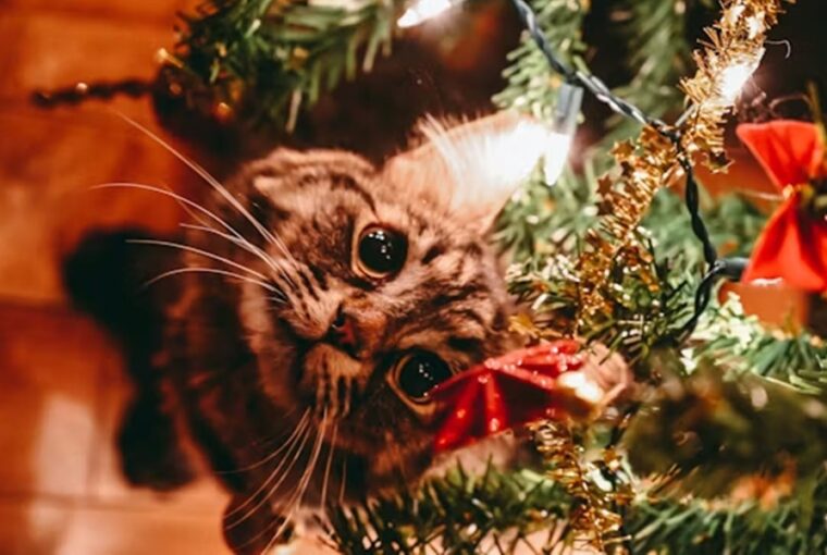 macska adventi kalendarium 1