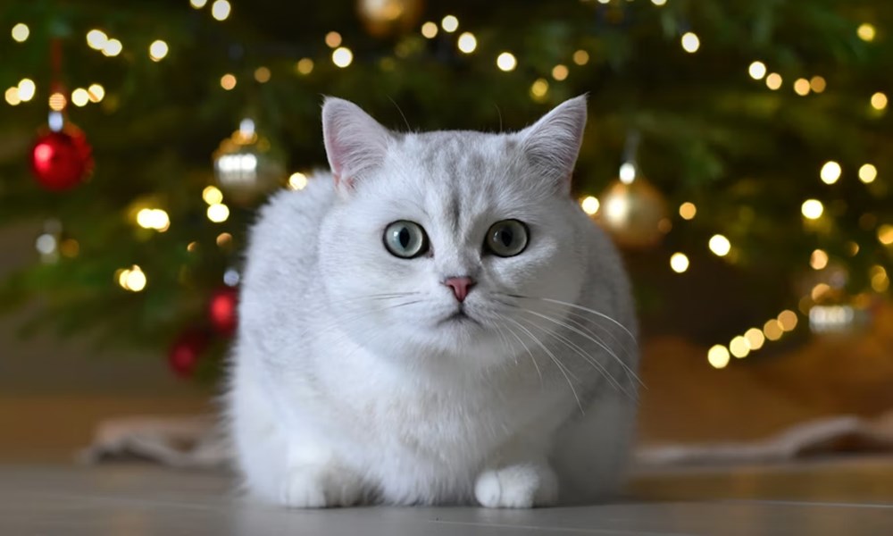 macska adventi kalendarium 2