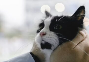Miért jó beleszagolni a macskád bundájába?