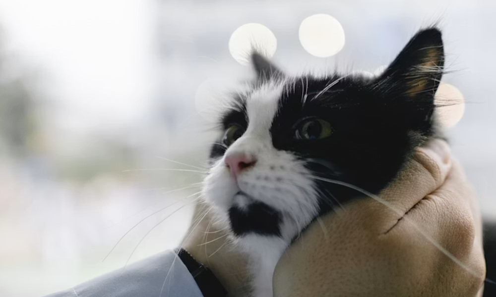 Miért jó beleszagolni a macskád bundájába?