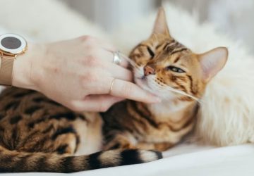 A macskád valószínűleg eddig csak udvariasan tűrte, ahogyan simogatod