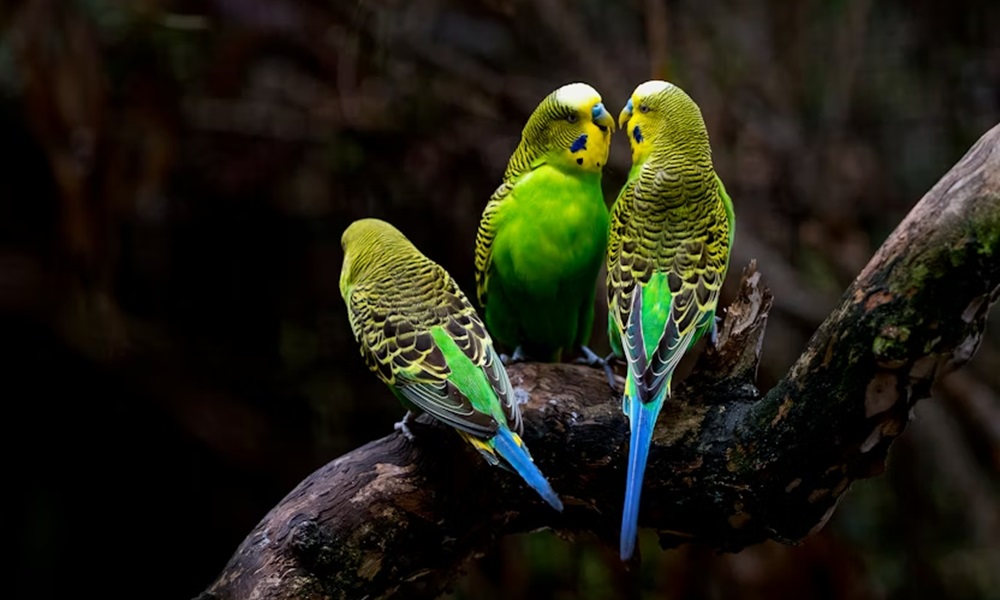 madarkaracsony hullamos papagaj 1 madarkaracsony hullamos papagaj 1