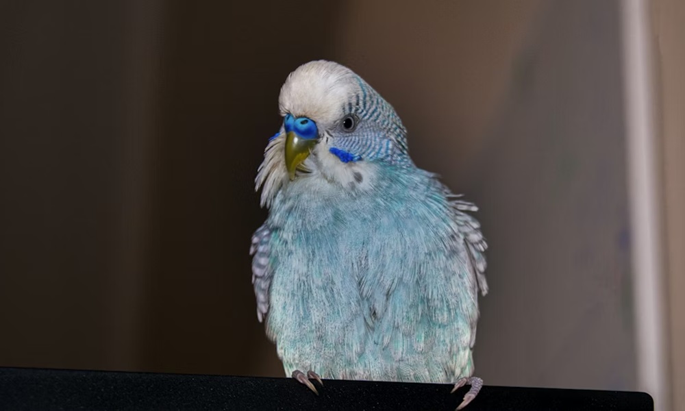 madarkaracsony hullamos papagaj 2 madarkaracsony hullamos papagaj 2