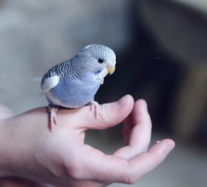 madarkaracsony hullamos papagaj