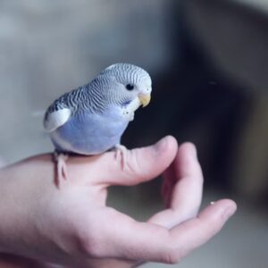 madarkaracsony hullamos papagaj