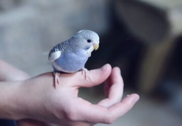 madarkaracsony hullamos papagaj