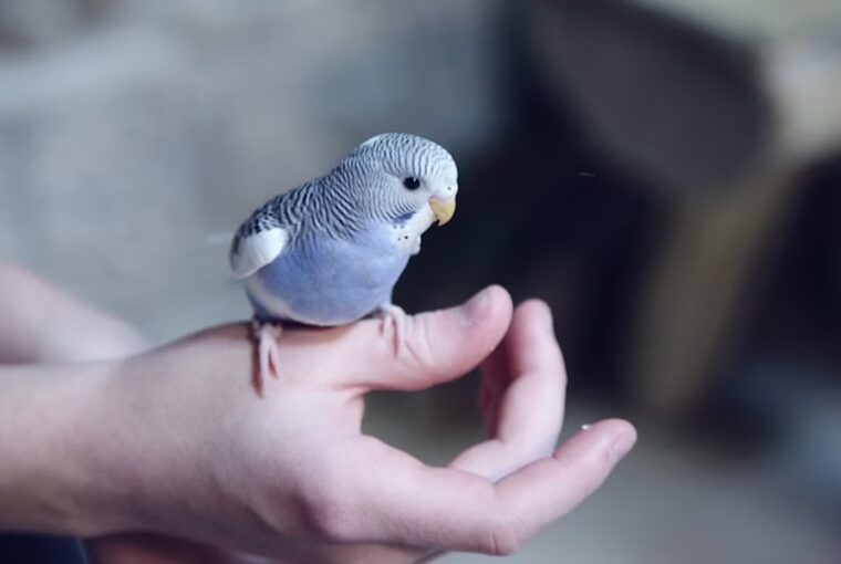 madarkaracsony hullamos papagaj