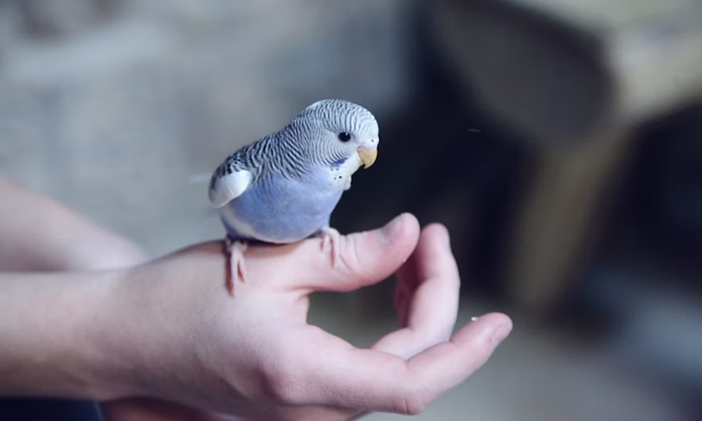 madarkaracsony hullamos papagaj