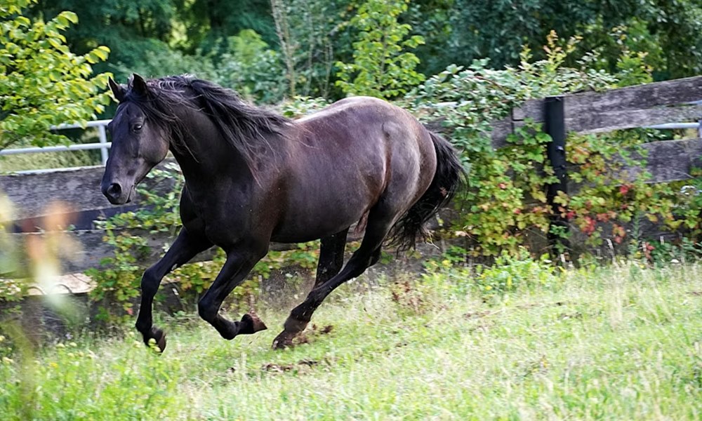 mennyi loero van egy loban 1 mennyi loero van egy loban 1