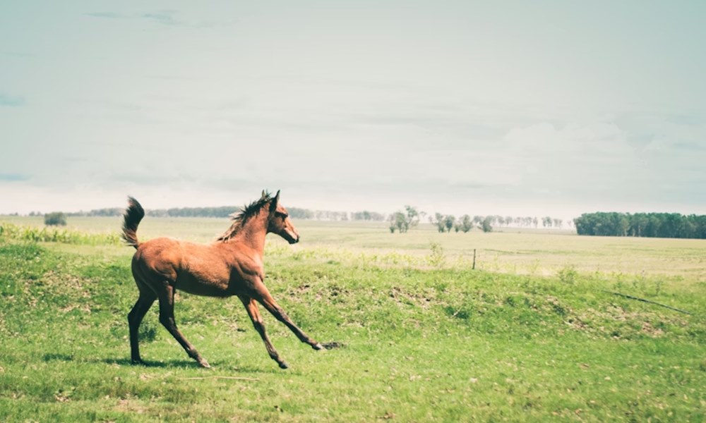 mennyi loero van egy loban 2 mennyi loero van egy loban 2