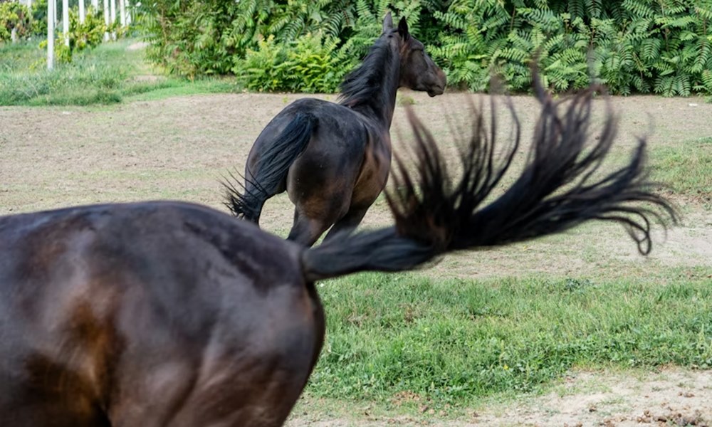 mennyi loero van egy loban 3 mennyi loero van egy loban 3
