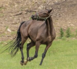 mennyi loero van egy loban