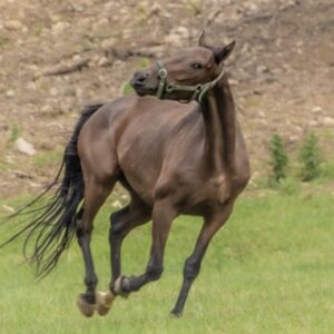 mennyi loero van egy loban