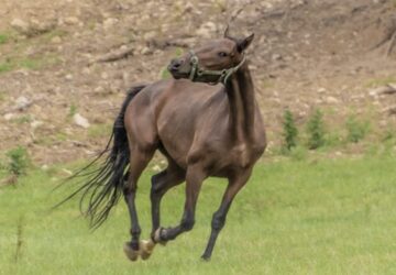 mennyi loero van egy loban