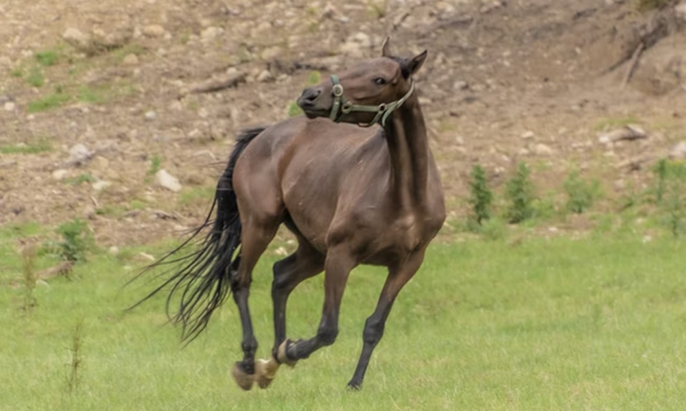 mennyi loero van egy loban