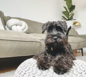 mennyibe kerul ma egy haziallat 2026