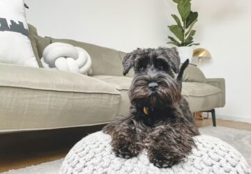 mennyibe kerul ma egy haziallat 2026