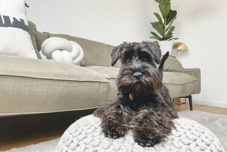 mennyibe kerul ma egy haziallat 2026