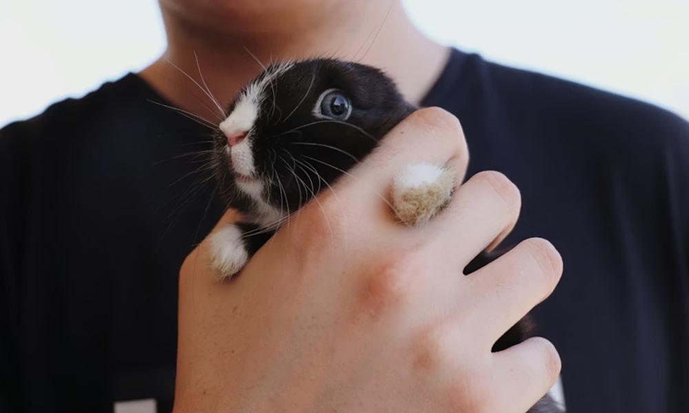 mennyibe kerul ma egy haziallat 3