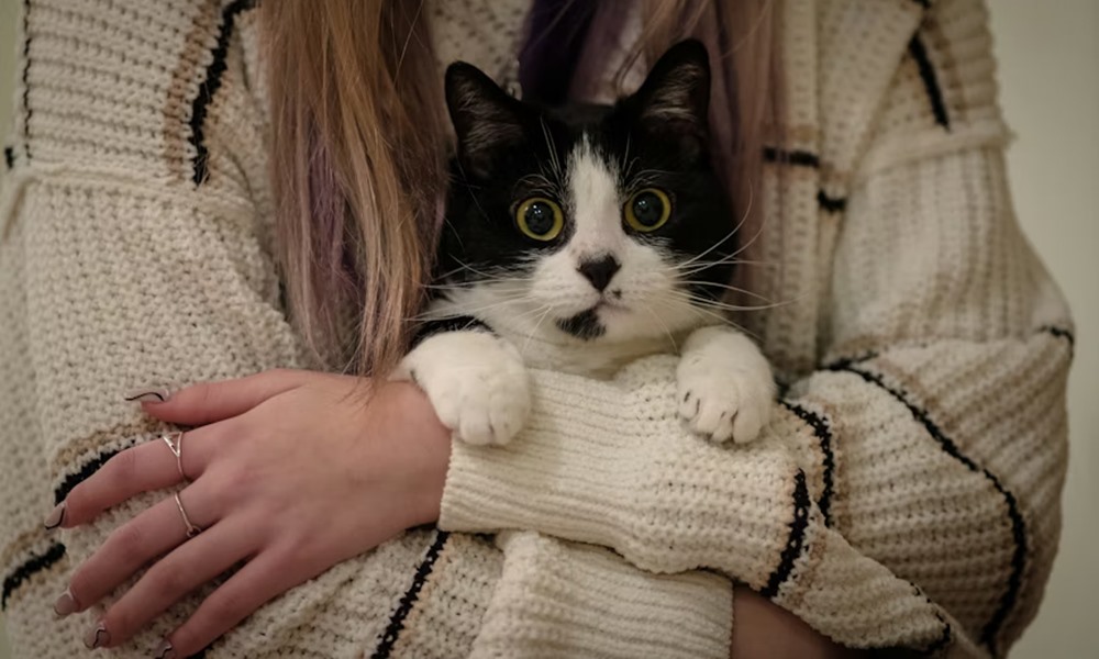 mennyibe kerul ma egy haziallat