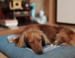 miert alszik tobbet a kutyam telen 1