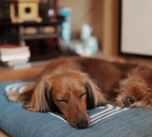 miert alszik tobbet a kutyam telen 1