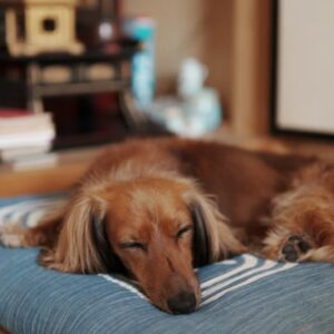 miert alszik tobbet a kutyam telen 1