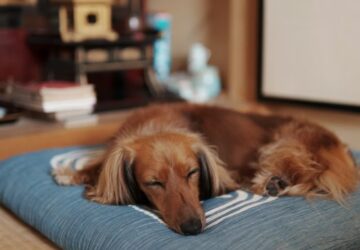 miert alszik tobbet a kutyam telen 1