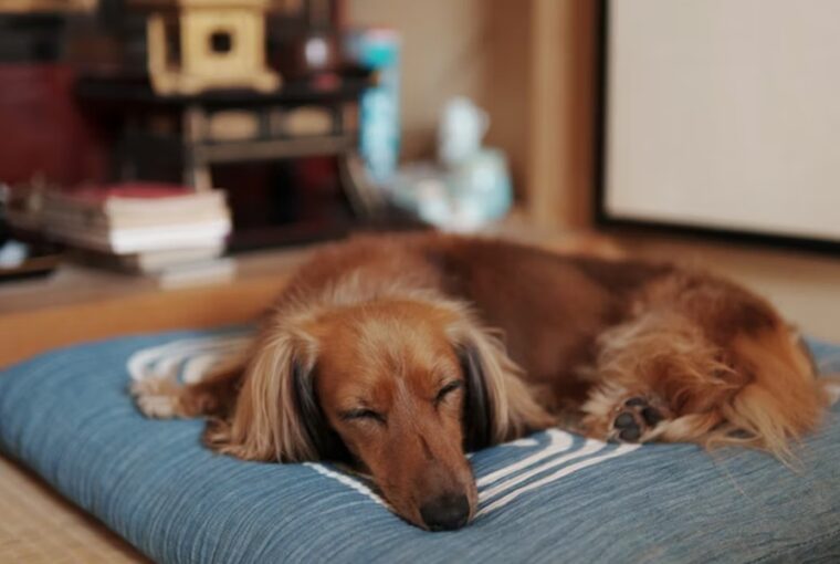 miert alszik tobbet a kutyam telen 1