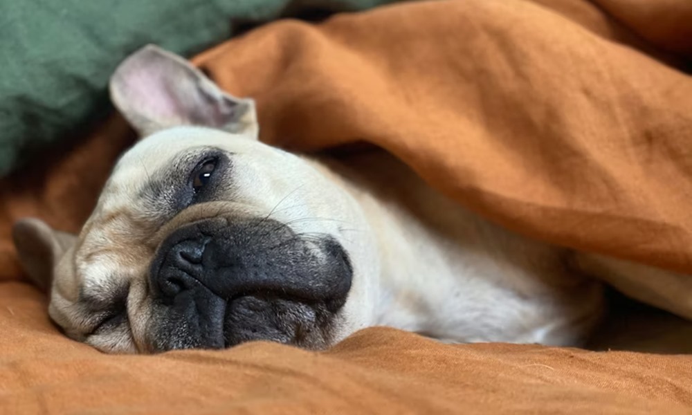 miert alszik tobbet a kutyam telen 2