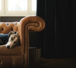 miert alszik tobbet a kutyam telen 2026