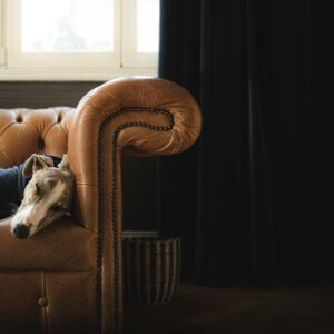 miert alszik tobbet a kutyam telen 2026